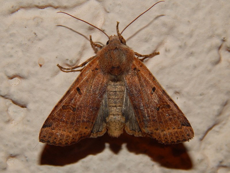 Noctuidae da determinare